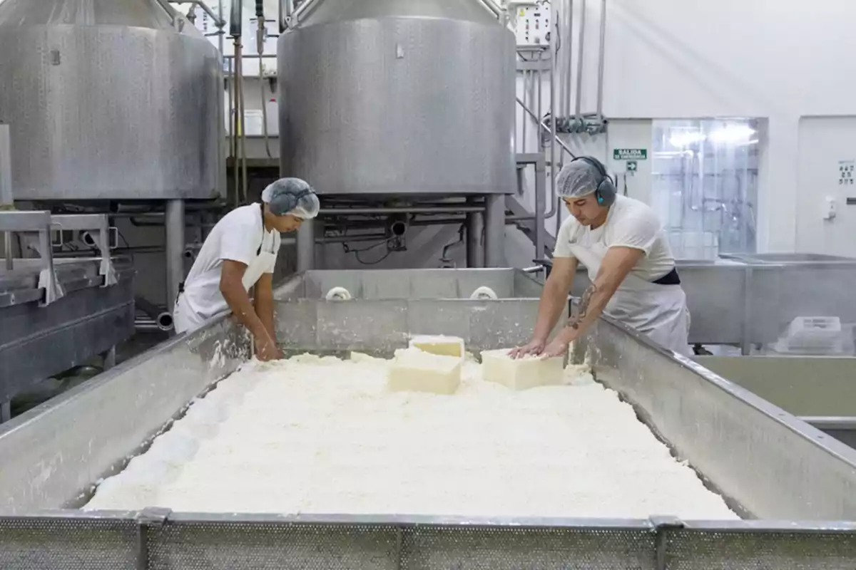 Dos trabajadores con cofia y protección auditiva manipulan bloques de queso en una fábrica láctea industrial rodeados de grandes tanques de acero inoxidable Dos trabajadores con cofia y protección auditiva manipulan bloques de queso en una fábrica láctea industrial rodeados de grandes tanques de acero inoxidable