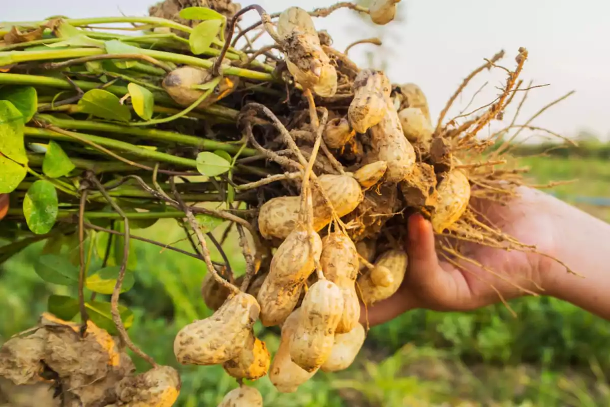 Mano sosteniendo una planta de cacahuate recién cosechada con raíces y tierra Mano sosteniendo una planta de cacahuate recién cosechada con raíces y tierra
