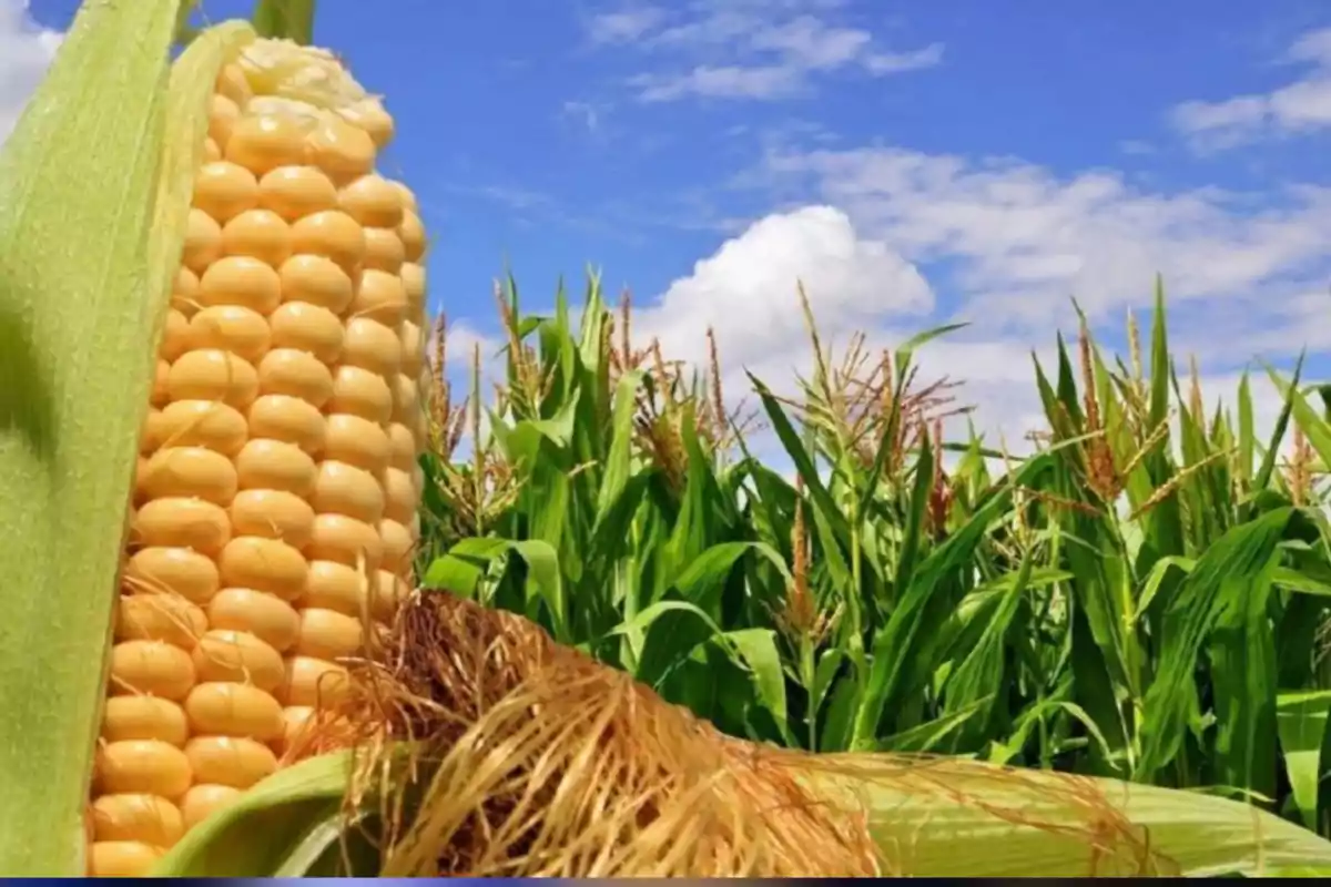 Close-up of an ear of corn with a cornfield and blue sky in the background Close-up of an ear of corn with a cornfield and blue sky in the background