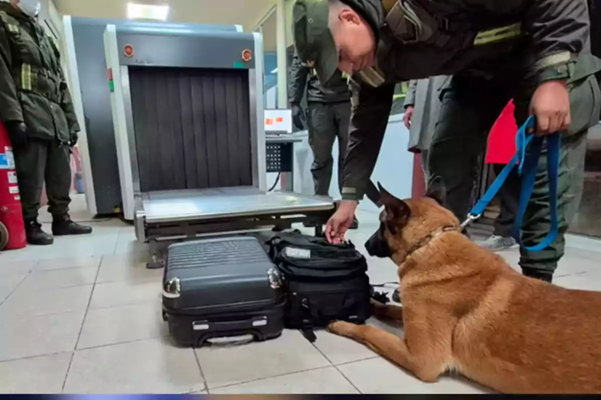A police dog sniffs luggage next to an officer at an airport security checkpoint.