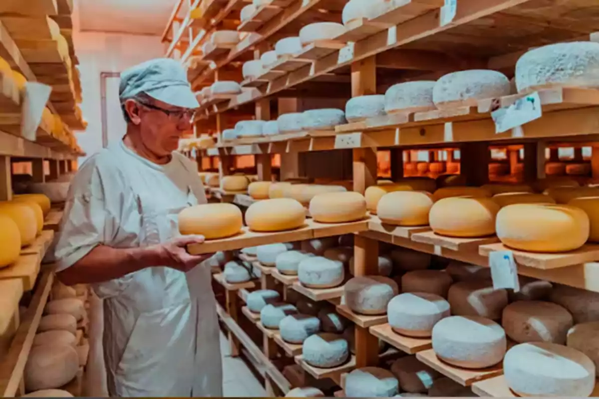 Hombre con uniforme blanco revisando ruedas de queso en una bodega de maduración con estantes llenos de quesos de diferentes tipos y tamaños Hombre con uniforme blanco revisando ruedas de queso en una bodega de maduración con estantes llenos de quesos de diferentes tipos y tamaños