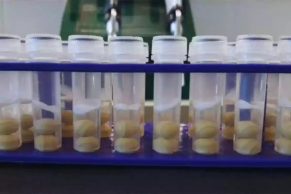 Varios tubos de ensayo transparentes con tapas blancas contienen semillas amarillas y están organizados en una rejilla azul dentro de un laboratorio. Varios tubos de ensayo transparentes con tapas blancas contienen semillas amarillas y están organizados en una rejilla azul dentro de un laboratorio.