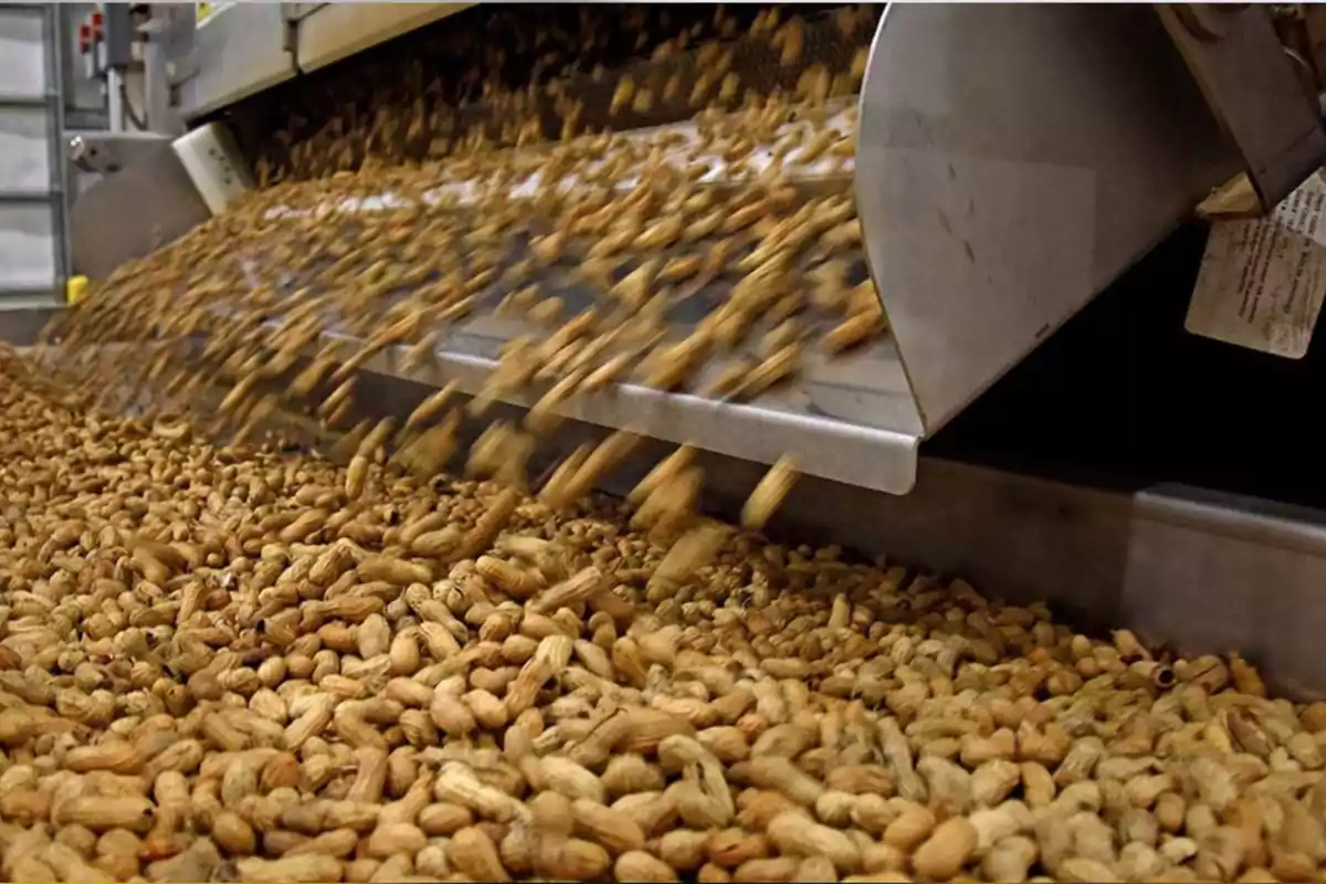 Cacahuates con cáscara saliendo de una máquina en una planta de procesamiento industrial