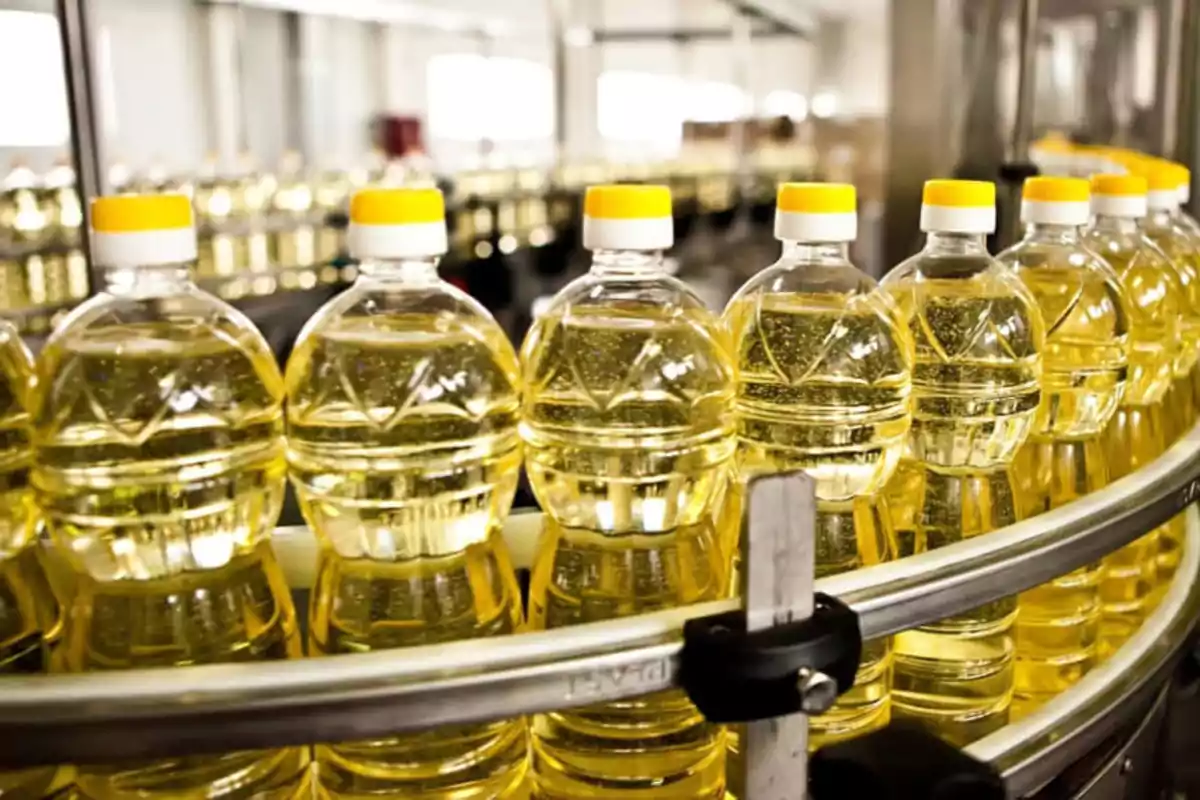 Vegetable oil bottles with yellow caps lined up on a production line in a factory Vegetable oil bottles with yellow caps lined up on a production line in a factory