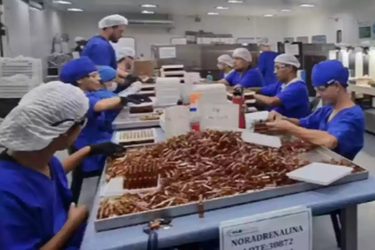 Personas con uniforme azul y gorros de protección trabajan en una línea de producción manipulando ampolletas en un laboratorio o fábrica farmacéutica Personas con uniforme azul y gorros de protección trabajan en una línea de producción manipulando ampolletas en un laboratorio o fábrica farmacéutica