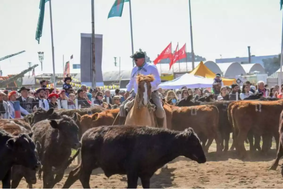 A man on horseback herds cattle at a rural fair while a crowd watches from behind a fence.