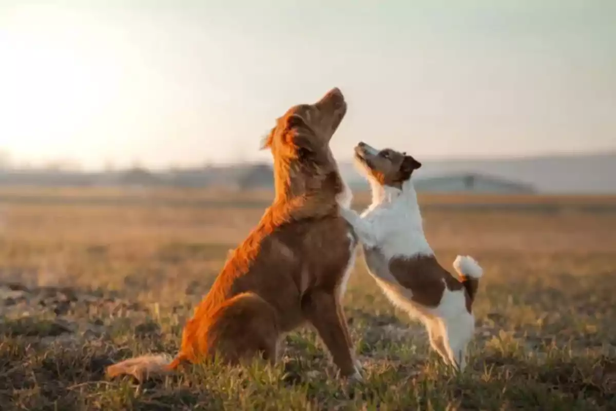 Two dogs play together in a field at sunset. Two dogs play together in a field at sunset.