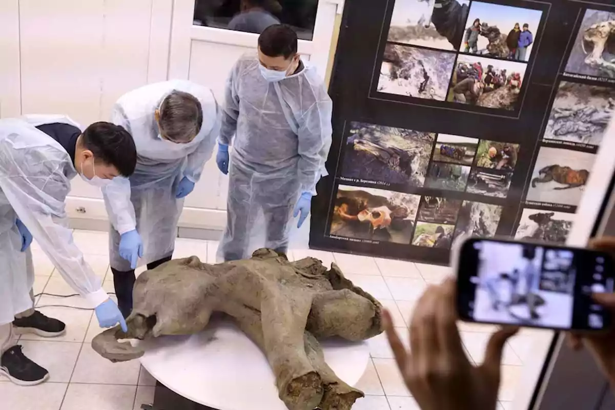 Three people in lab coats and gloves examine a mummified baby mammoth on a table while someone takes a photo with a cellphone, and in the background there is a panel with related images. Three people in lab coats and gloves examine a mummified baby mammoth on a table while someone takes a photo with a cellphone, and in the background there is a panel with related images.