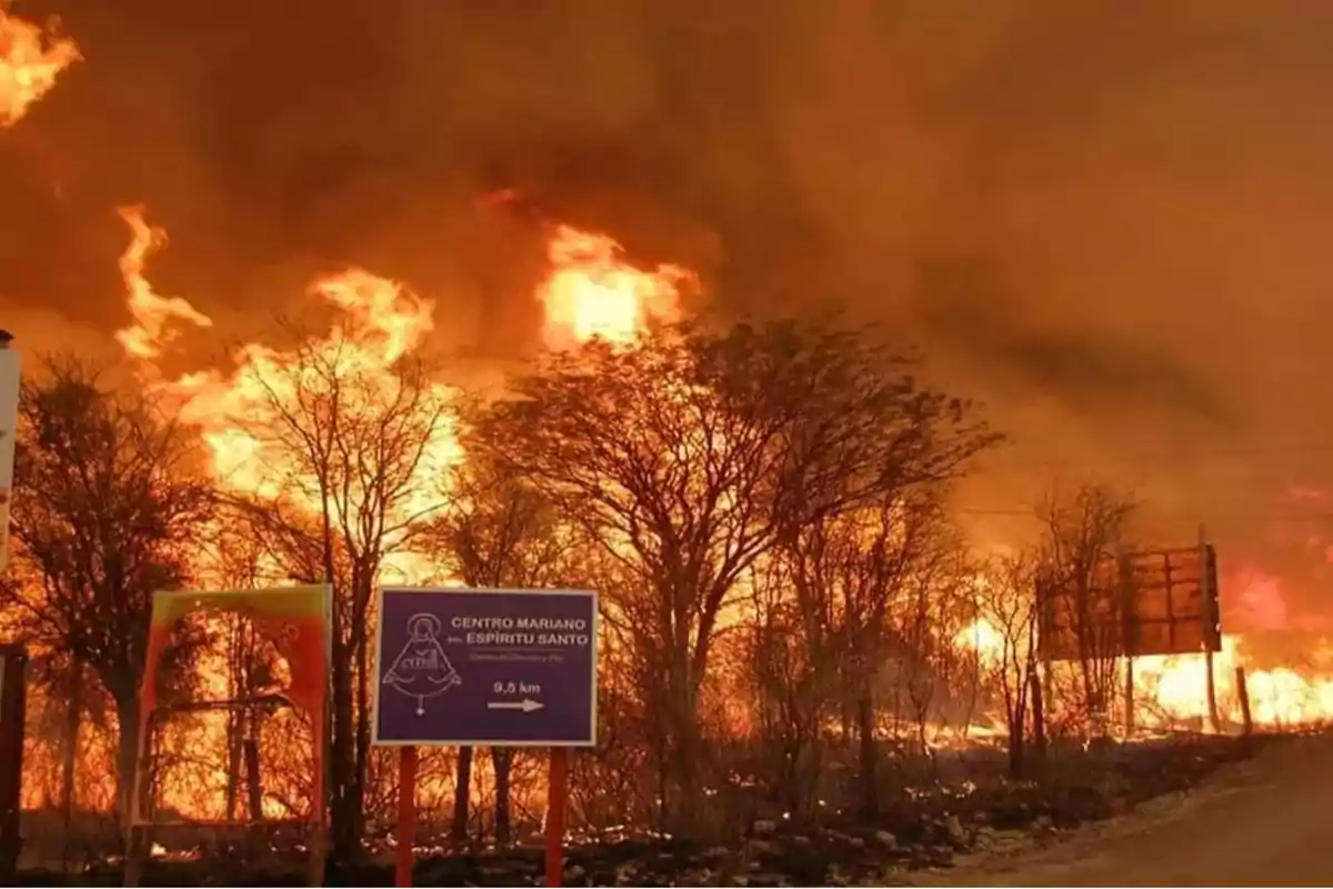 Large-scale wildfire sweeping through trees near a road with visible signs and a sky covered in smoke and intense flames Large-scale wildfire sweeping through trees near a road with visible signs and a sky covered in smoke and intense flames