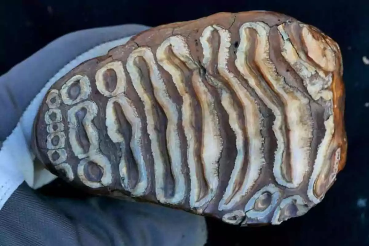 Fossilized mammoth tooth with wavy and circular patterns in brown and beige tones held by a gloved hand. Fossilized mammoth tooth with wavy and circular patterns in brown and beige tones held by a gloved hand.