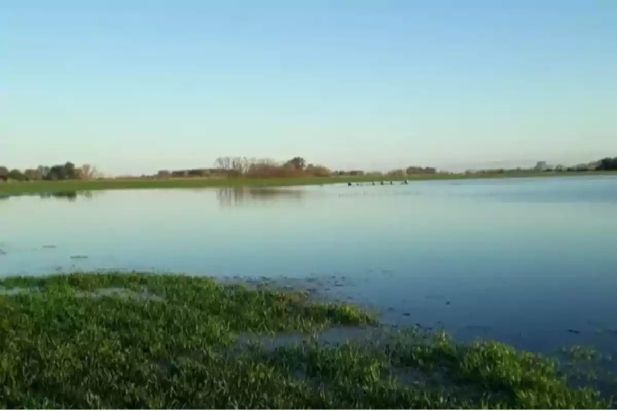 Campo inundado con pasto verde en primer plano y árboles al fondo bajo un cielo despejado