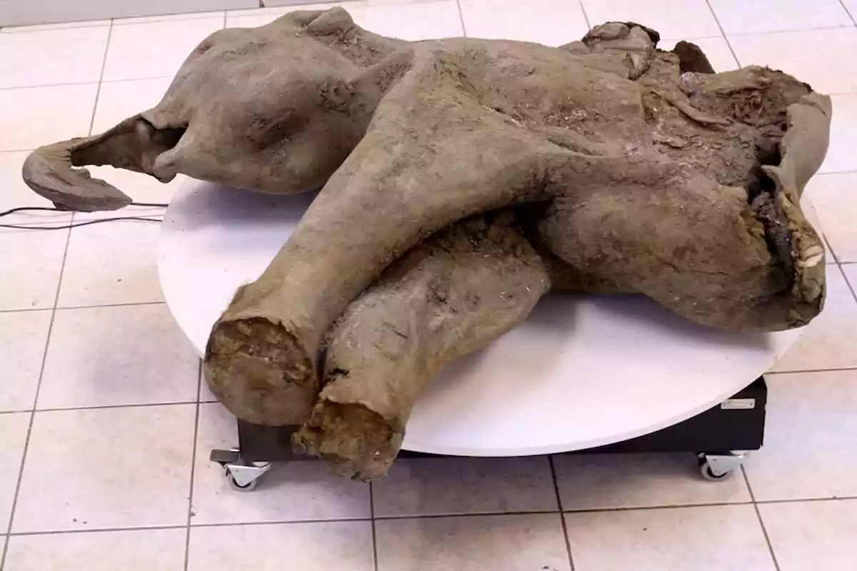 Frozen and partially preserved woolly mammoth calf on a white table in a room with a light-tiled floor Frozen and partially preserved woolly mammoth calf on a white table in a room with a light-tiled floor