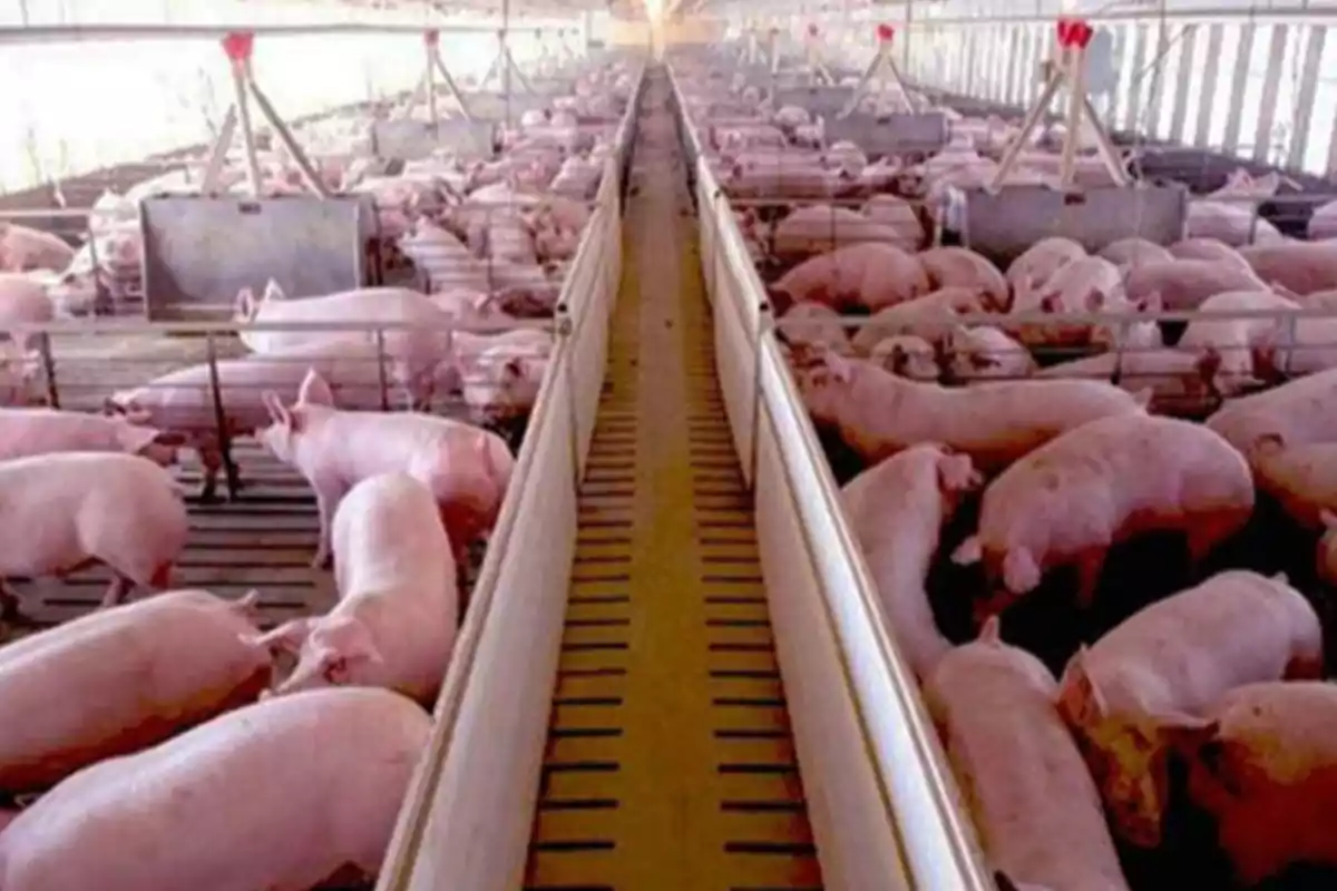 Pigs in an industrial barn grouped in pens on both sides of a central aisle