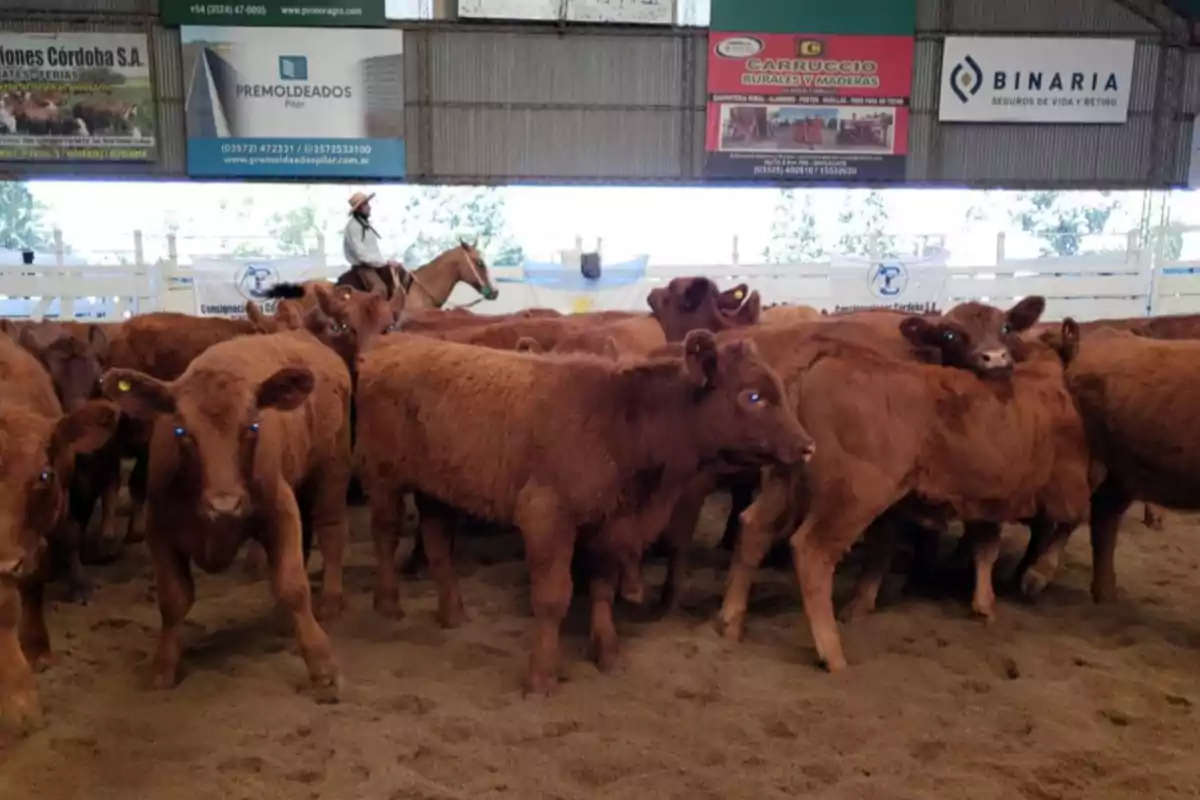 A group of brown calves in a covered corral with a rider on horseback in the background and advertising signs on the wall