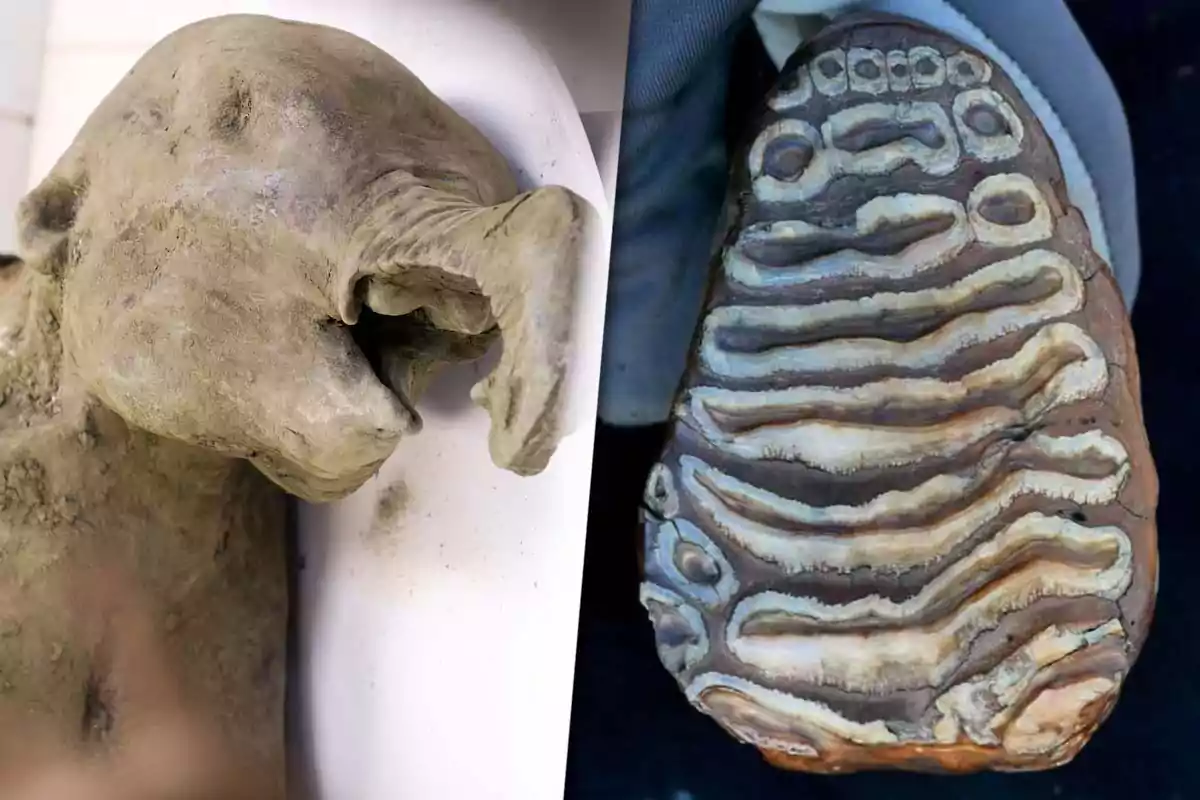 A frozen baby mammoth and a fossilized mammoth tooth seen up close