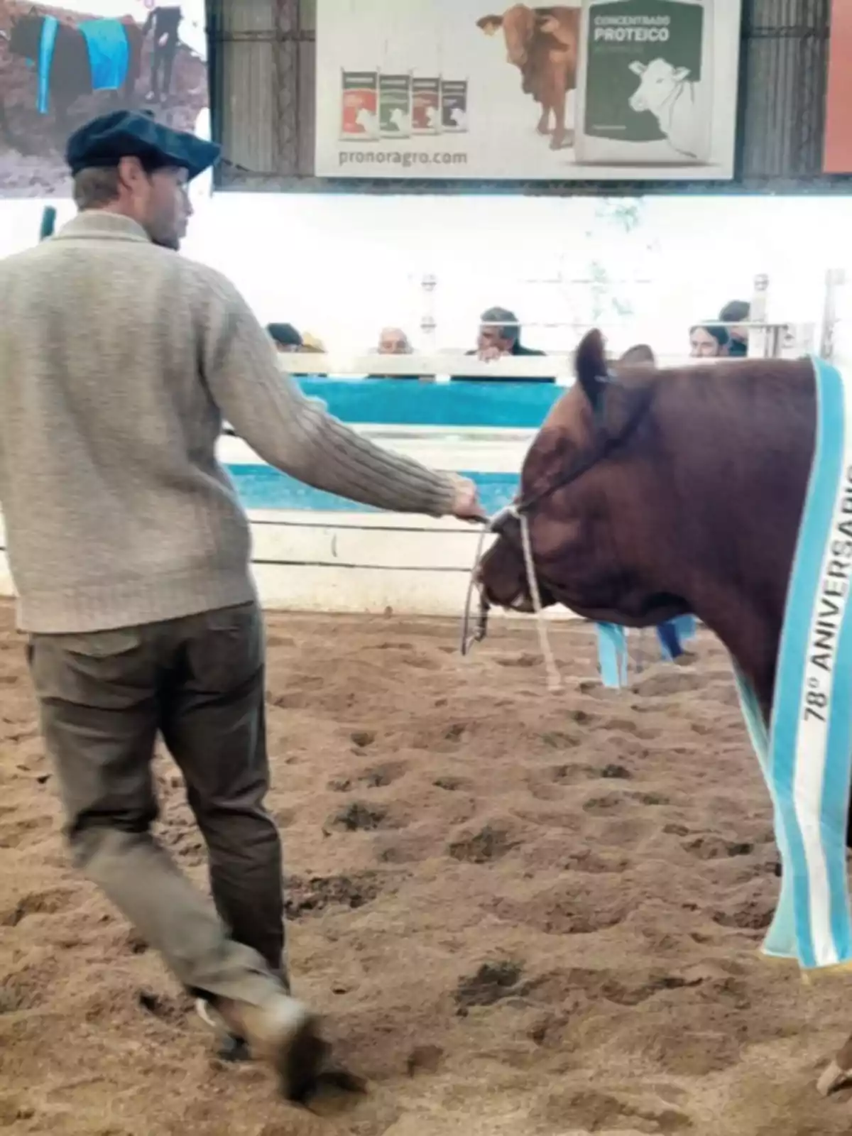 Un hombre con gorra y suéter guía a una vaca con una banda celeste y blanca en una pista de arena durante una exposición ganadera, mientras varias personas observan detrás de una cerca. Un hombre con gorra y suéter guía a una vaca con una banda celeste y blanca en una pista de arena durante una exposición ganadera, mientras varias personas observan detrás de una cerca.