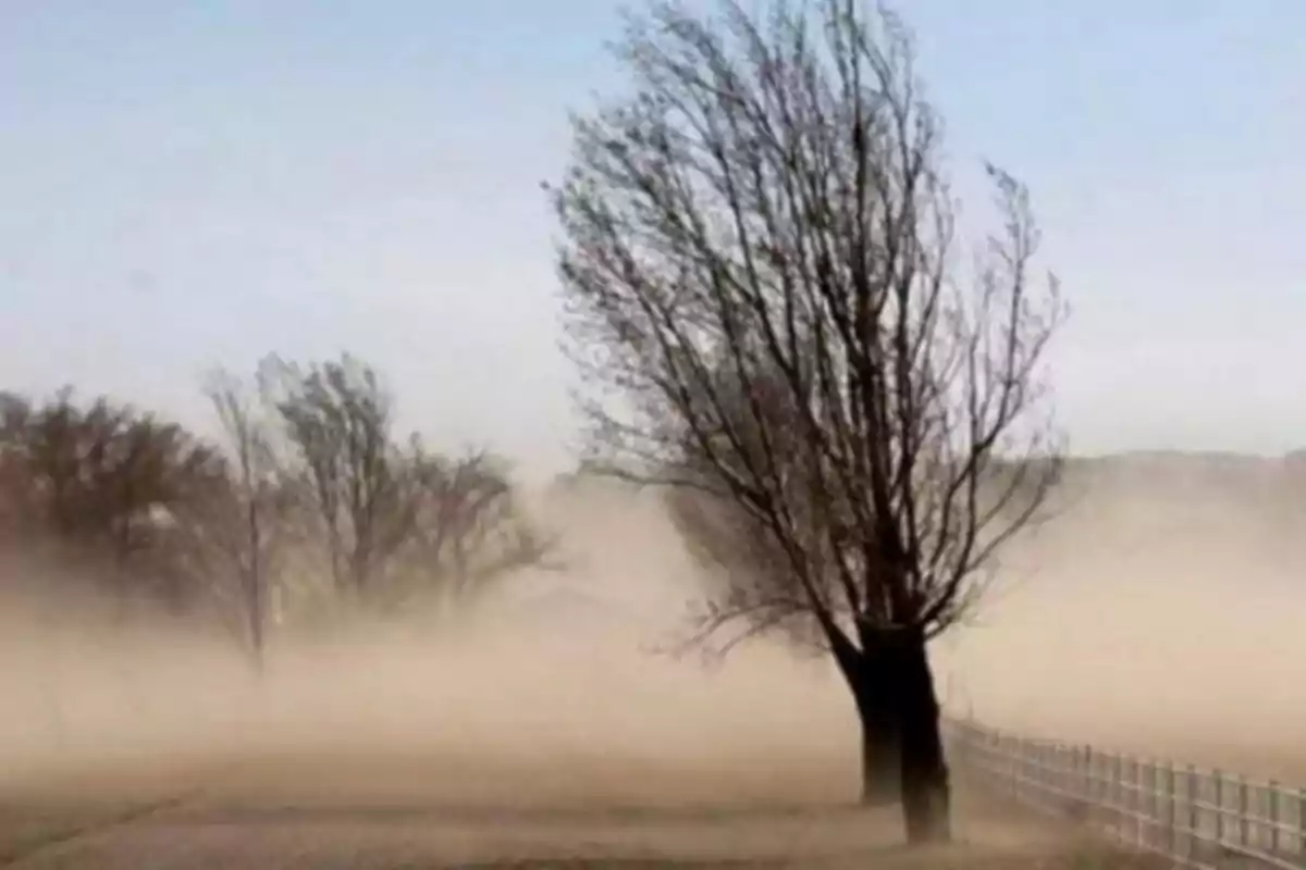 Árboles inclinados por el viento fuerte en un paisaje cubierto de polvo