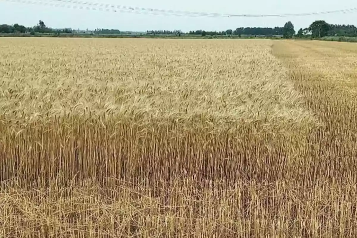 Campo de trigo maduro con una sección claramente diferenciada en el color y la altura de las espigas bajo un cielo despejado Campo de trigo maduro con una sección claramente diferenciada en el color y la altura de las espigas bajo un cielo despejado