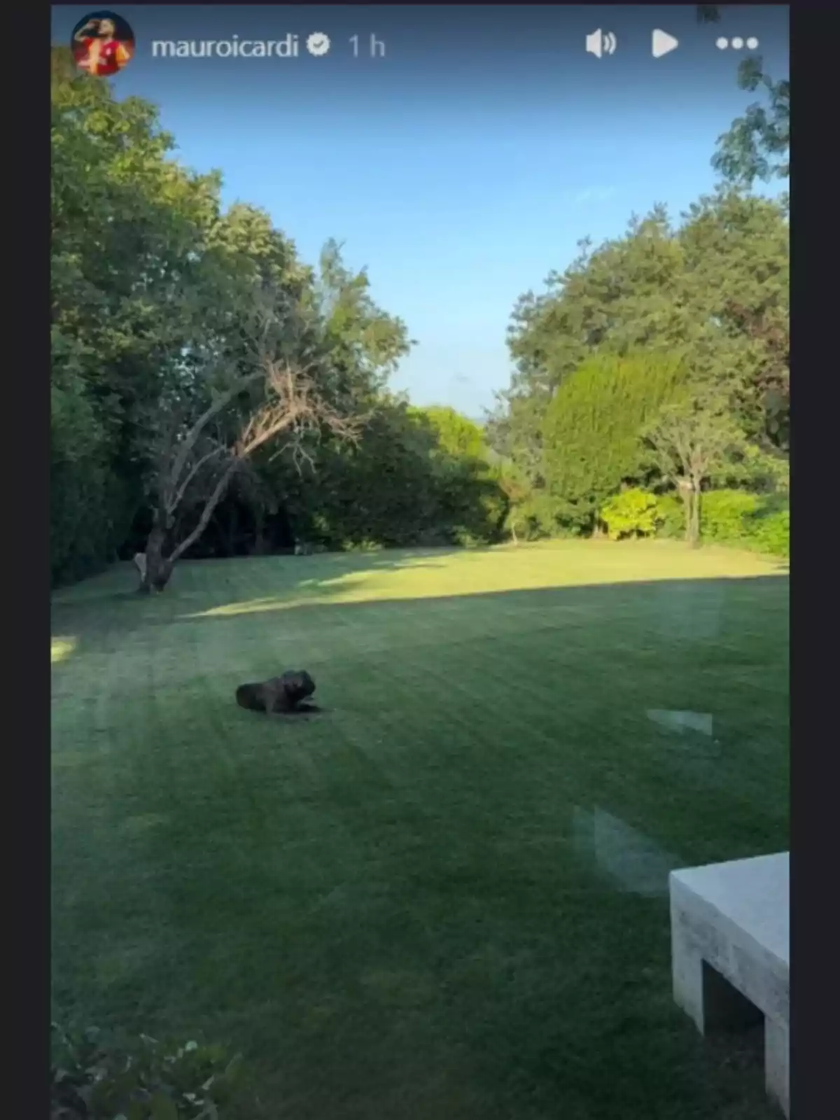 Un perro negro está acostado sobre el césped de un jardín amplio rodeado de árboles y arbustos bajo un cielo despejado Un perro negro está acostado sobre el césped de un jardín amplio rodeado de árboles y arbustos bajo un cielo despejado