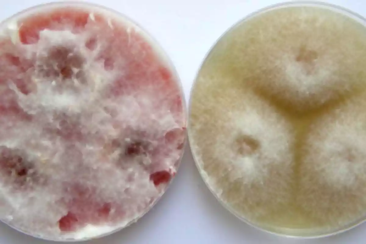 Two Petri dishes with fungal cultures of different colors and textures on a white surface