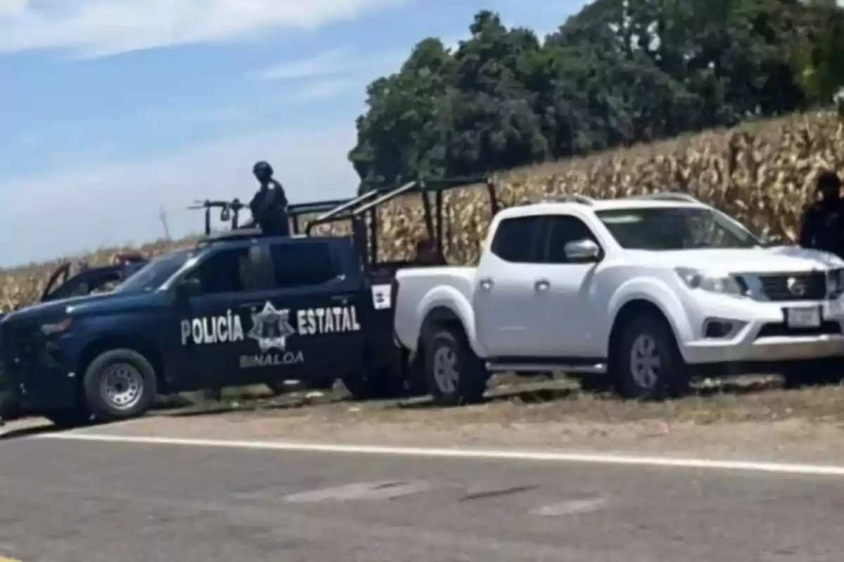 Two vans, one from the Sinaloa state police and another white one, are parked next to a road by a cornfield.