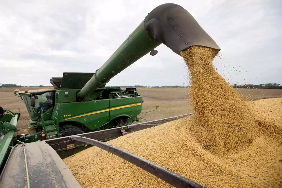 Green harvester unloading grains in an agricultural field. Green harvester unloading grains in an agricultural field.