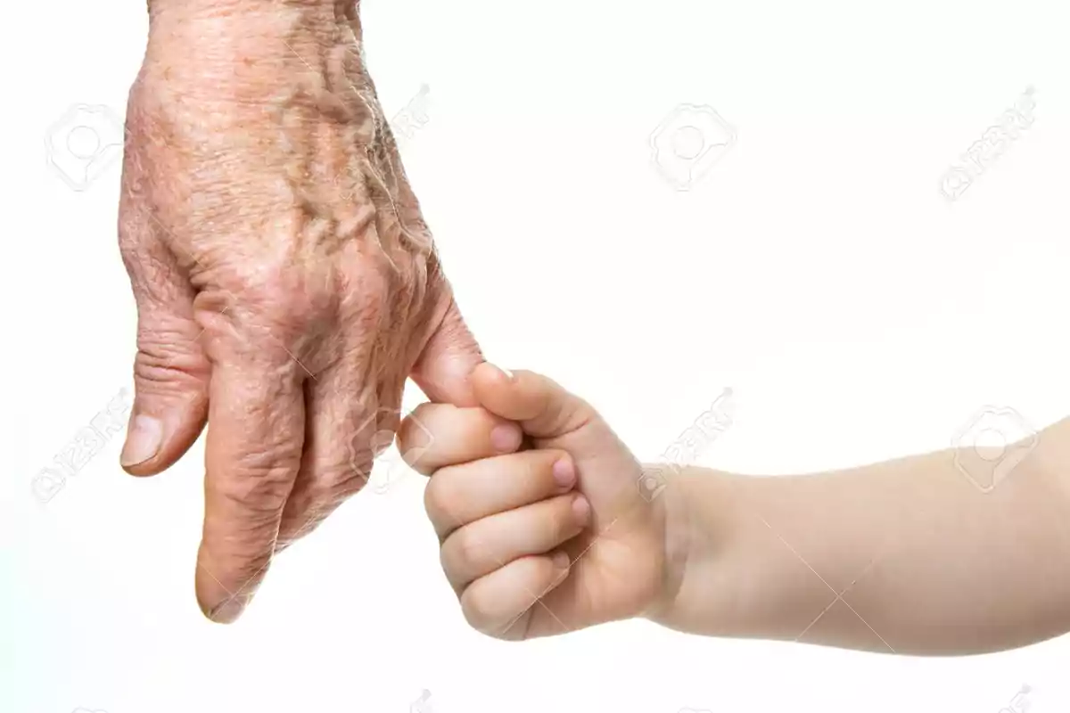 Hand of an elderly adult being held by a child's hand on a white background Hand of an elderly adult being held by a child's hand on a white background