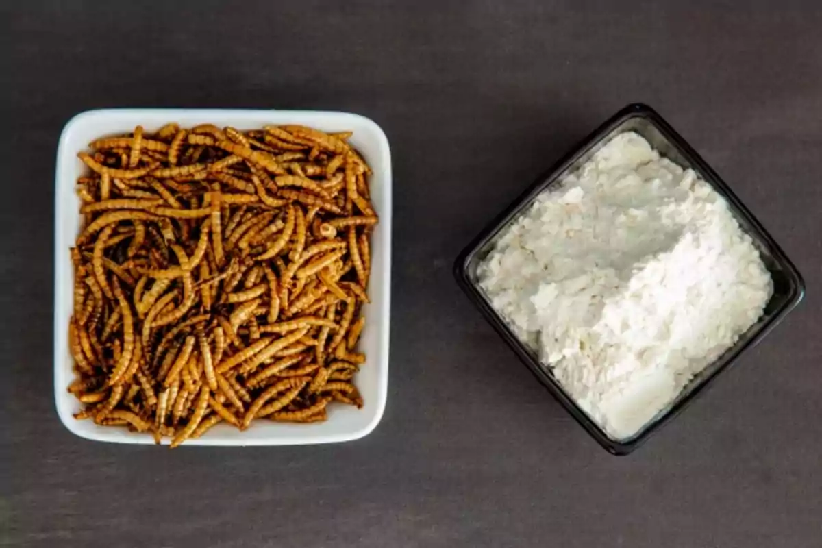 Two containers on a dark surface, one contains dried worms and the other white flour.