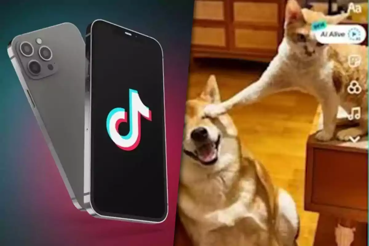 A smartphone with the TikTok logo on the screen next to a funny image of a cat tapping the head of a smiling dog.