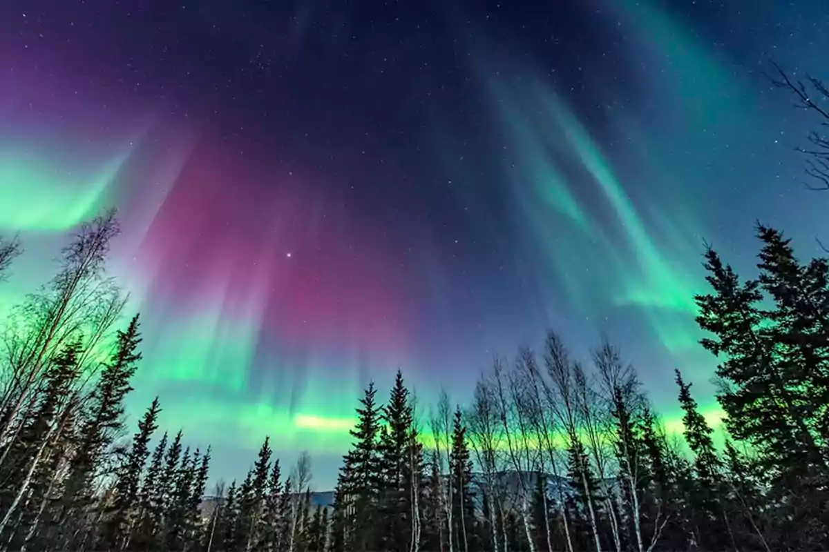 Auroras boreales en el cielo nocturno sobre un bosque de árboles altos.