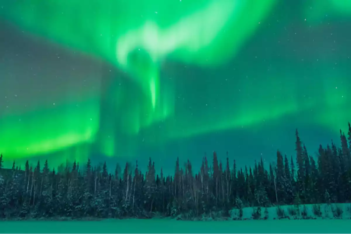 Aurora boreal iluminando el cielo nocturno sobre un bosque nevado.