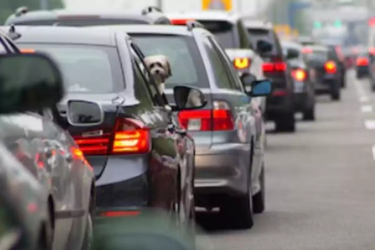 Un perro asomando la cabeza por la ventana de un coche en medio de un tráfico denso.