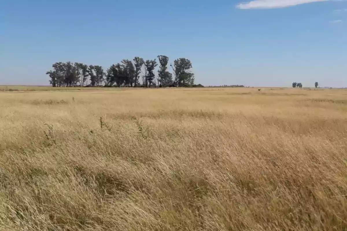 Campo de pasto seco con un grupo de árboles al fondo bajo un cielo azul despejado Campo de pasto seco con un grupo de árboles al fondo bajo un cielo azul despejado