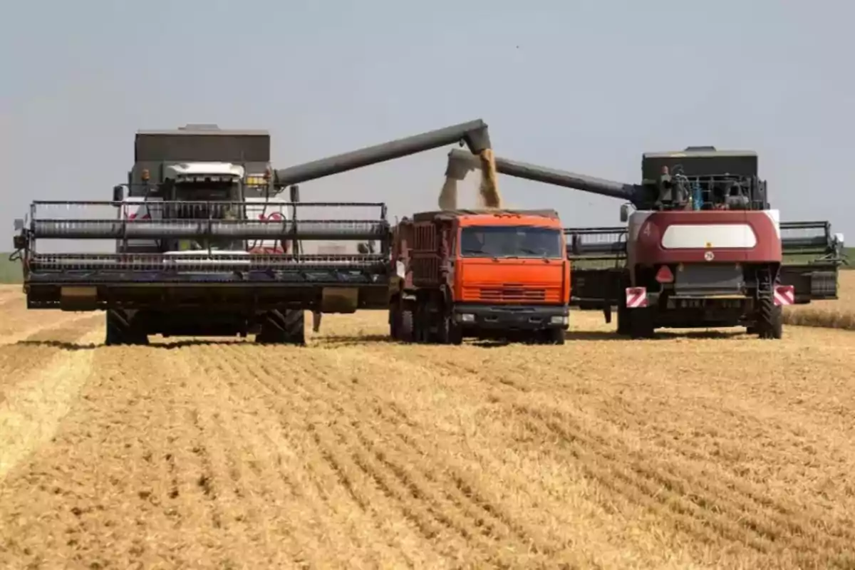 Cosechadoras descargando granos en un camión en un campo de trigo.