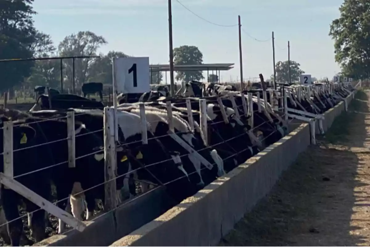 Cows in a corral lined up eating at a numbered feeder in a rural setting