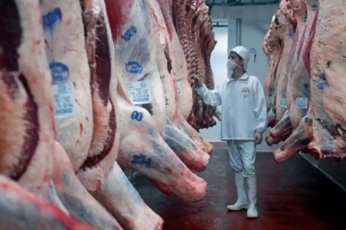 Un trabajador inspecciona grandes piezas de carne colgadas en un frigorífico industrial.