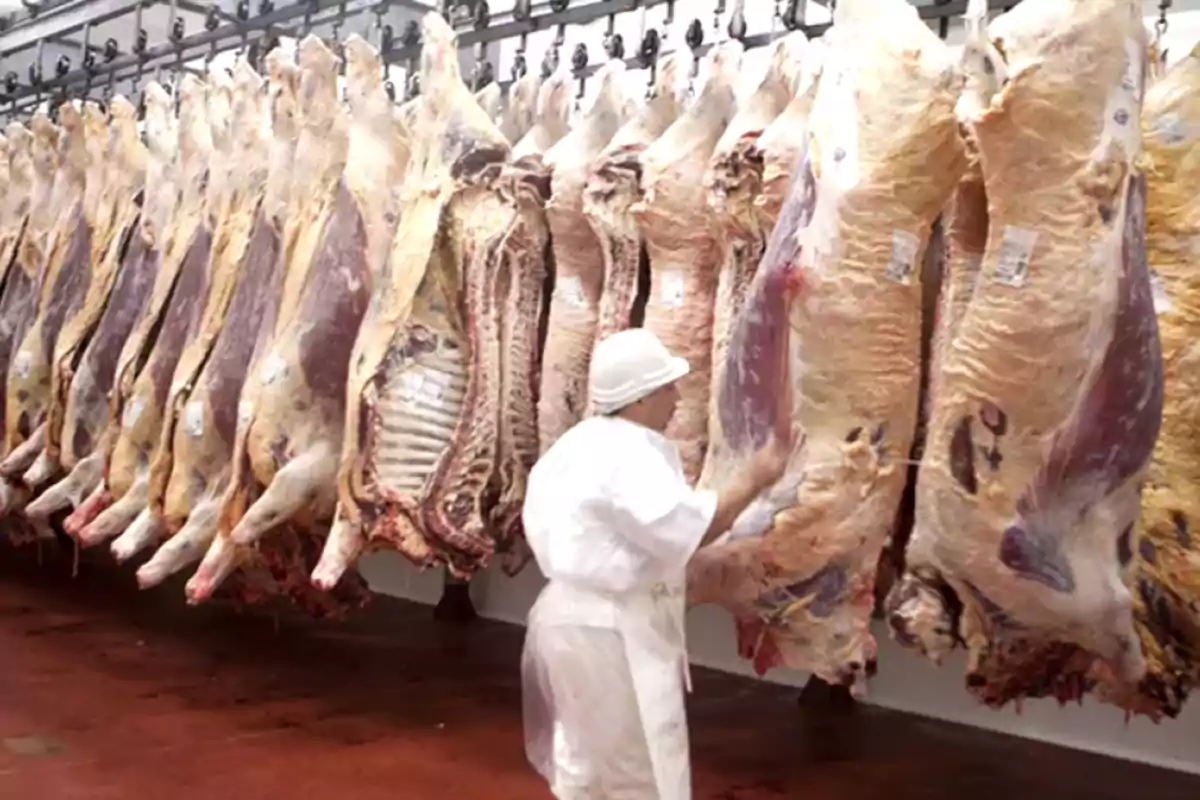 Una persona con uniforme blanco inspecciona varias reses colgadas en un matadero.