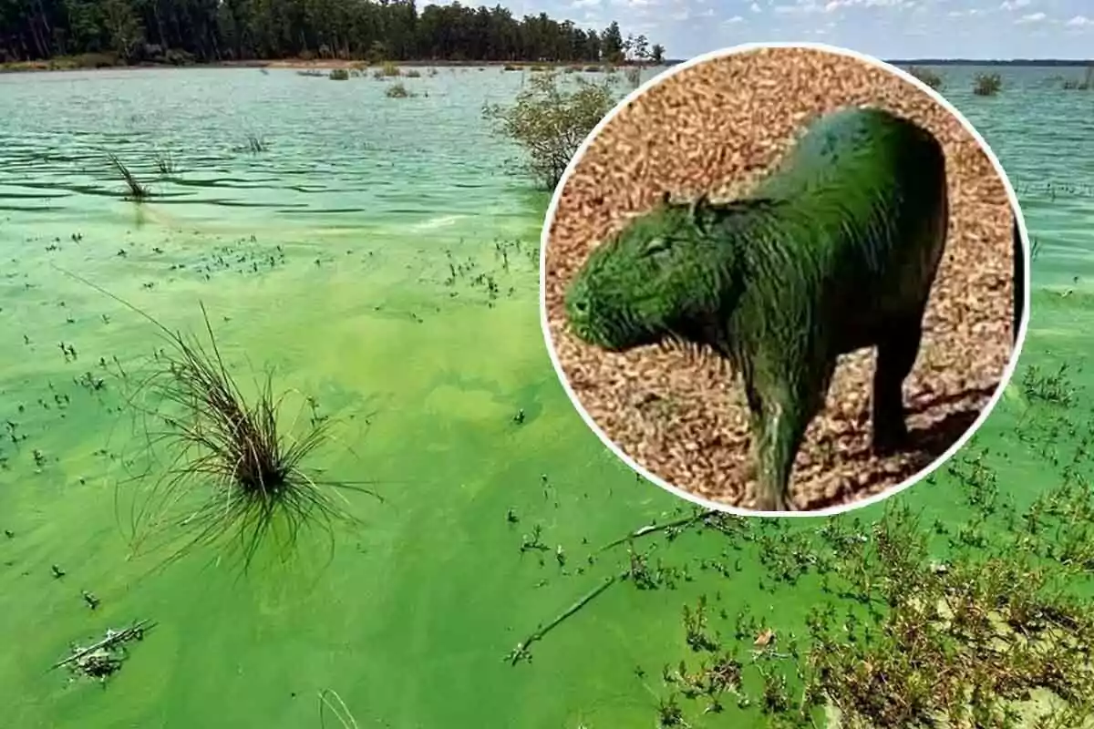 Un lago con agua verde debido a la presencia de algas y un animal cubierto de algas en un recuadro.