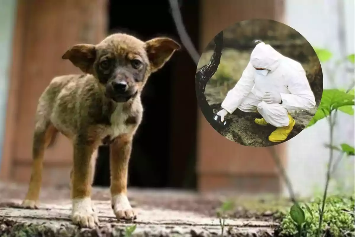 Un cachorro de aspecto triste está de pie en un entorno al aire libre, mientras que en un recuadro se muestra a una persona con traje protector blanco y botas amarillas examinando el suelo.