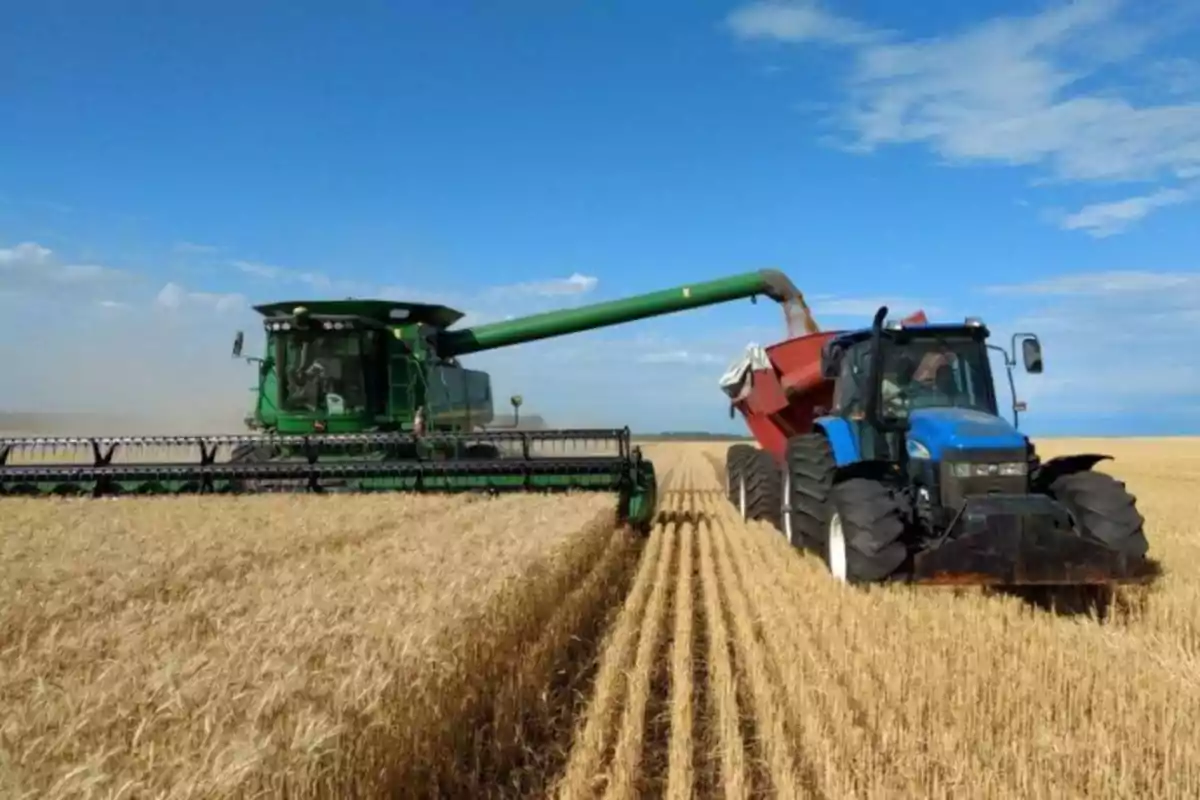 Cosechadora y tractor trabajando juntos en un campo de trigo bajo un cielo azul
