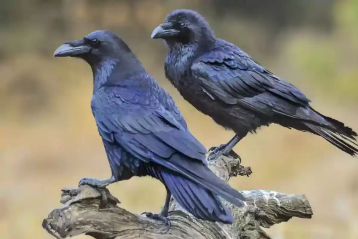 Dos cuervos negros posados sobre una rama con un fondo desenfocado.