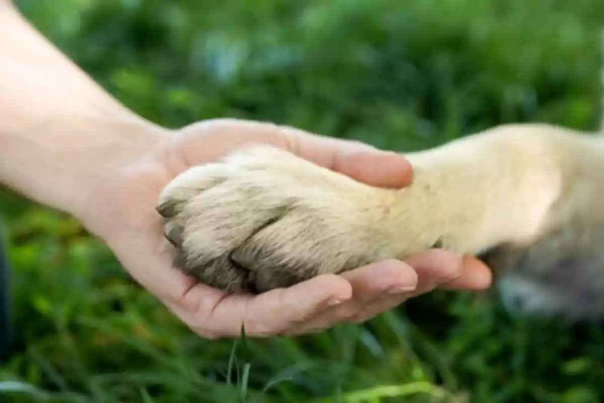 A human hand holds a dog's paw over green grass.