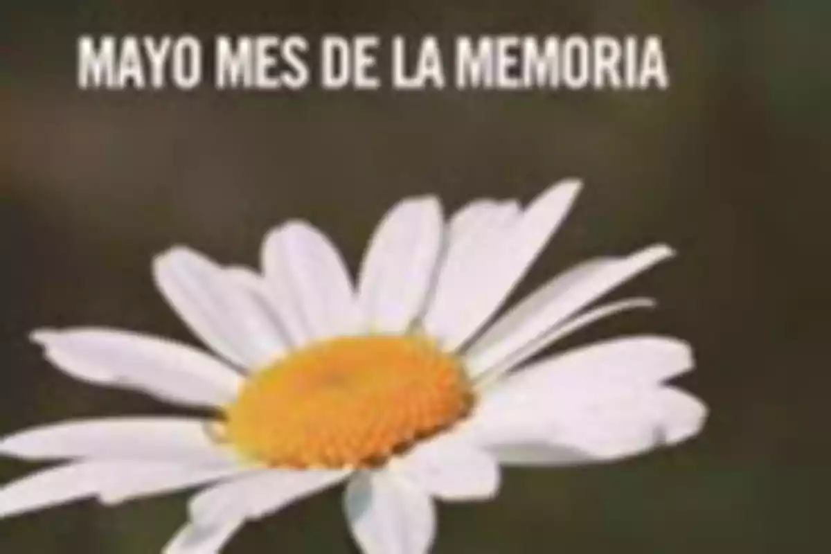 A white daisy with a yellow center on a dark background with the text A white daisy with a yellow center on a dark background with the text
