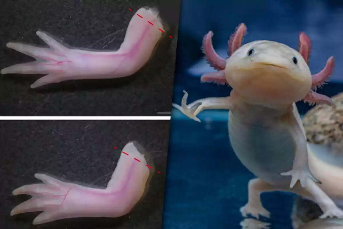 Un axolote en un acuario junto a dos imágenes de una de sus extremidades en proceso de regeneración sobre un fondo oscuro.
