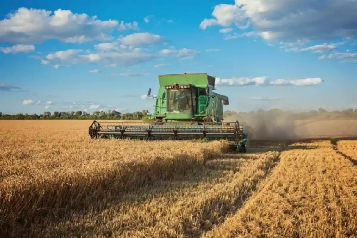 Una cosechadora verde trabajando en un campo de trigo bajo un cielo azul con nubes.