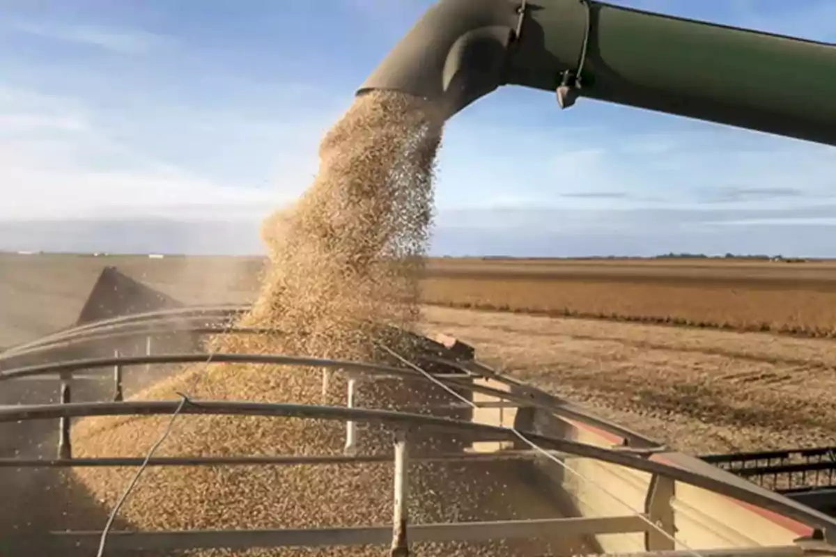 A harvester unloading grains into a trailer in an agricultural field.