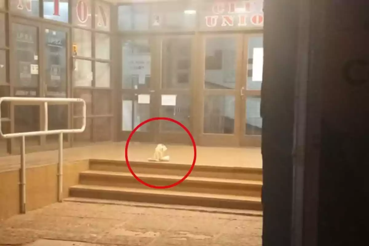 A dog sitting on the steps at the entrance of a building with a sign that says 