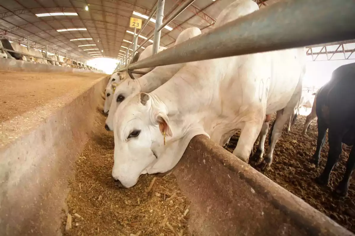 Vacas blancas comiendo en un establo techado. Vacas blancas comiendo en un establo techado.