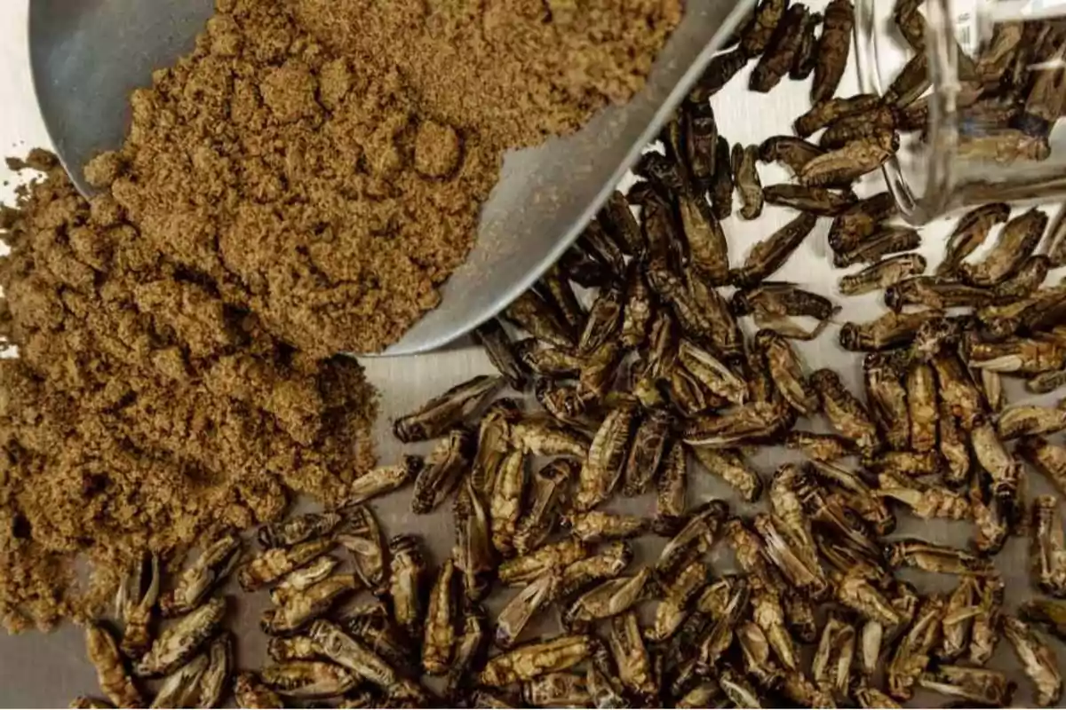Brown powder on a spoon next to several dried insects on a metallic surface.