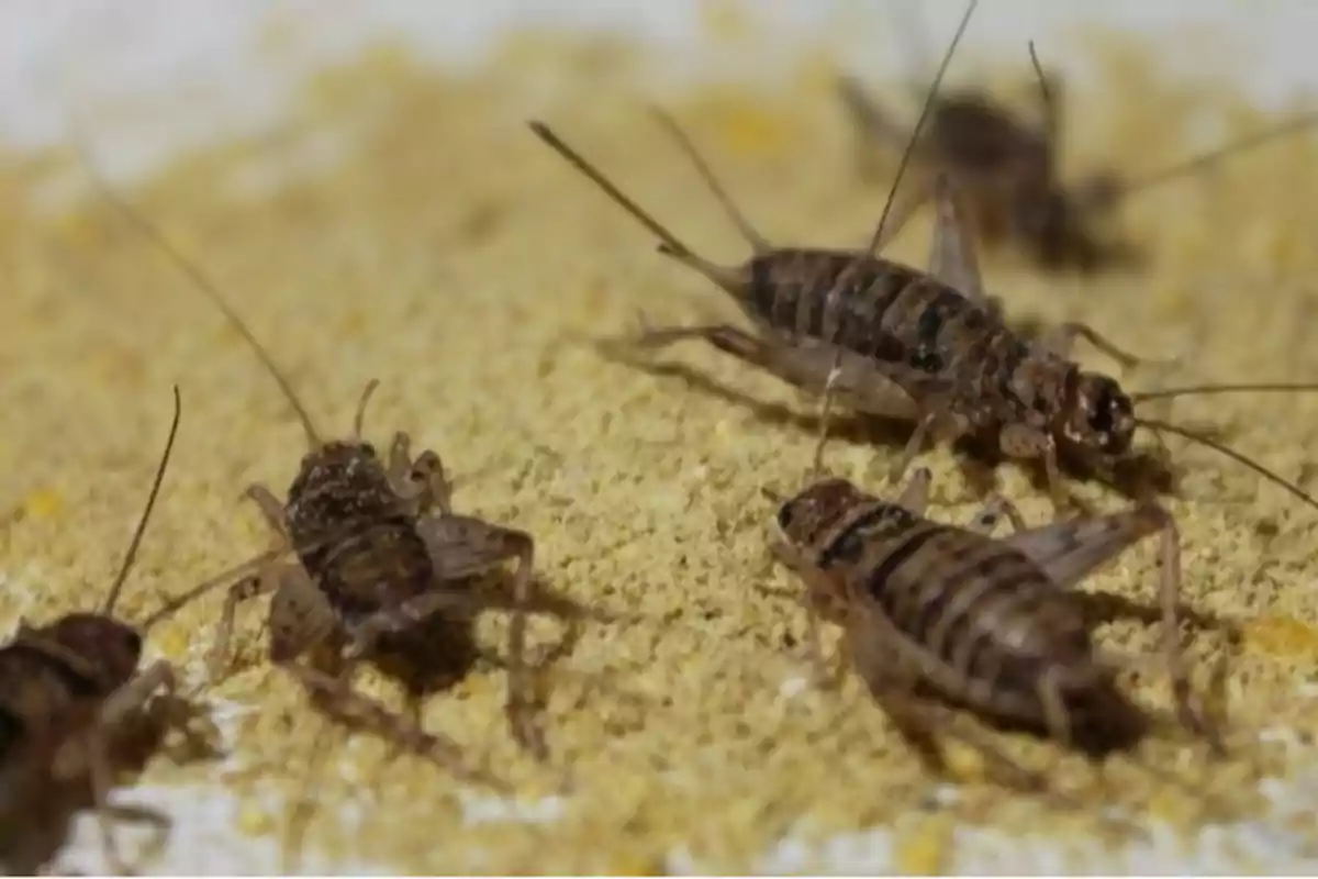 Crickets on a sandy surface. Crickets on a sandy surface.